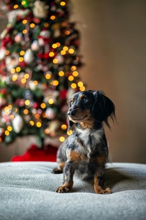 A dappled dachshund puppy sits attentively in front of a Christmas tree with warm white lights.